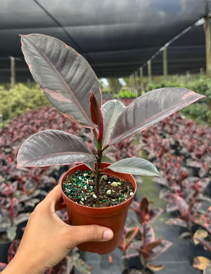 little ruby plant indoor Ficus Elastica Ruby - House Plant - Indoor Plant