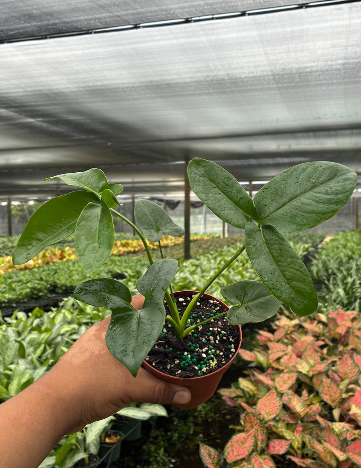 Philodendron Goeldii | Houseplant | Always Affordable at Plant Proper