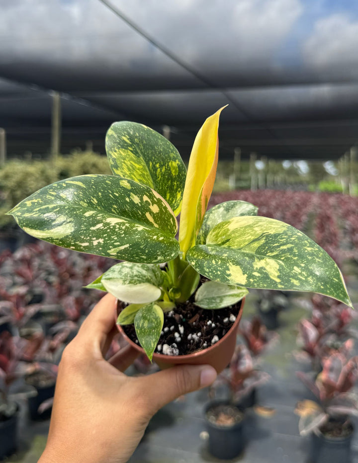 philodendron congo green size Philodendron Green Congo Nuclear | Houseplant