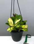 Hoya Australis Lisa - Plant Proper - 4" Hanging Pot