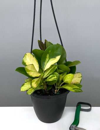 Hoya Australis Lisa Hanging Basket - Plant Proper - 4" Pot