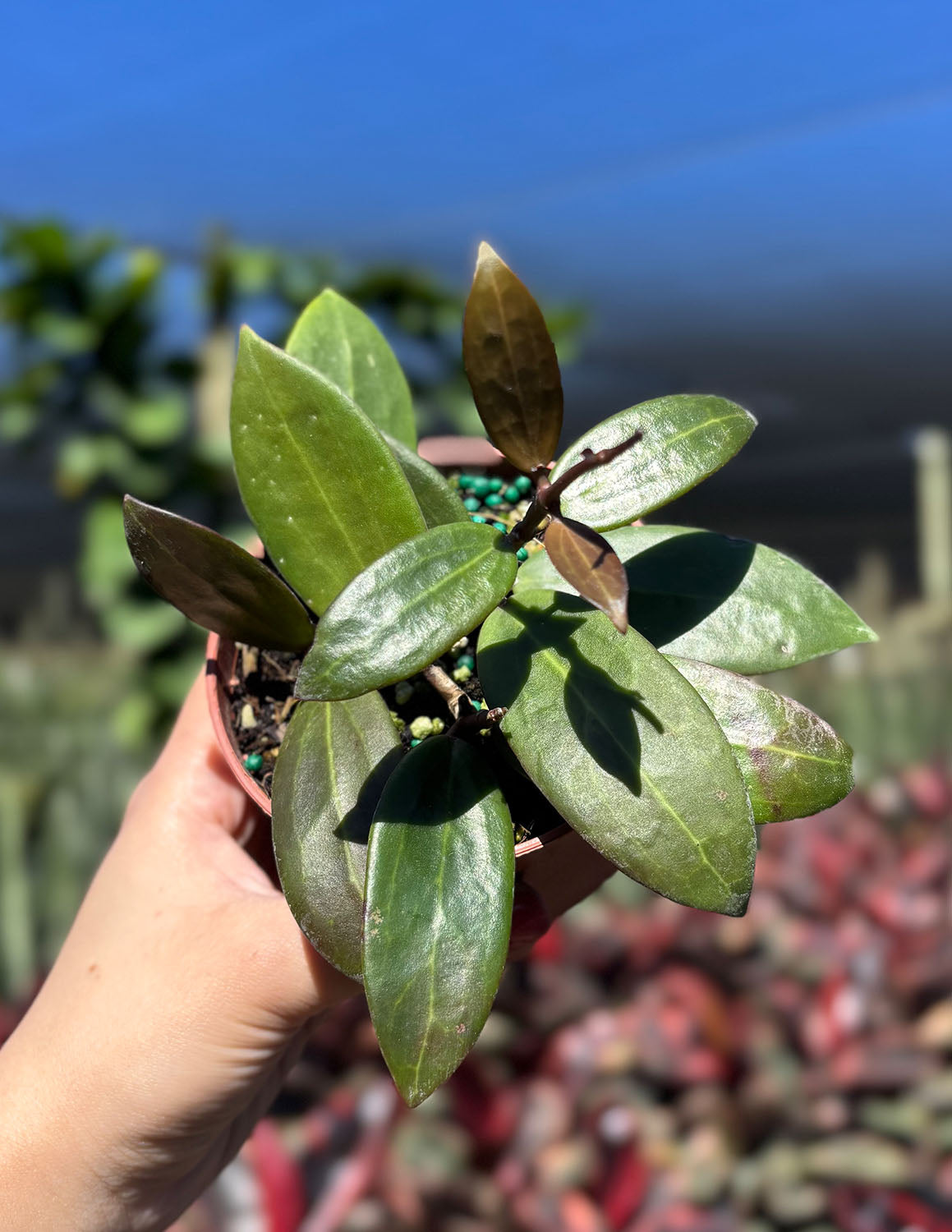 その他観葉植物 Hoya bhutanica Hoya bhutanica | Vermont Hoyas