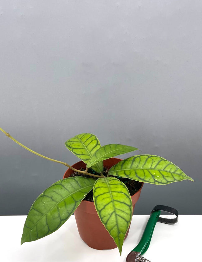 Hoya Callistophylla - Plant Proper - 4" Pot