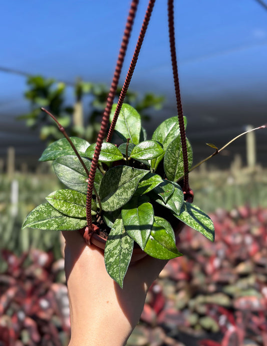 Hoya Crassipetiolata Splash
