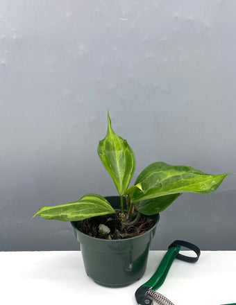 Hoya Latifolia Bai Bau - Plant Proper - 4" Pot