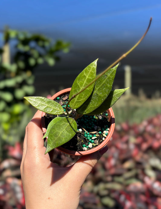Hoya Pallida Bogor