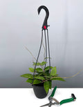 Hoya Parasitica Black Margin - Plant Proper - 4" Hanging Pot