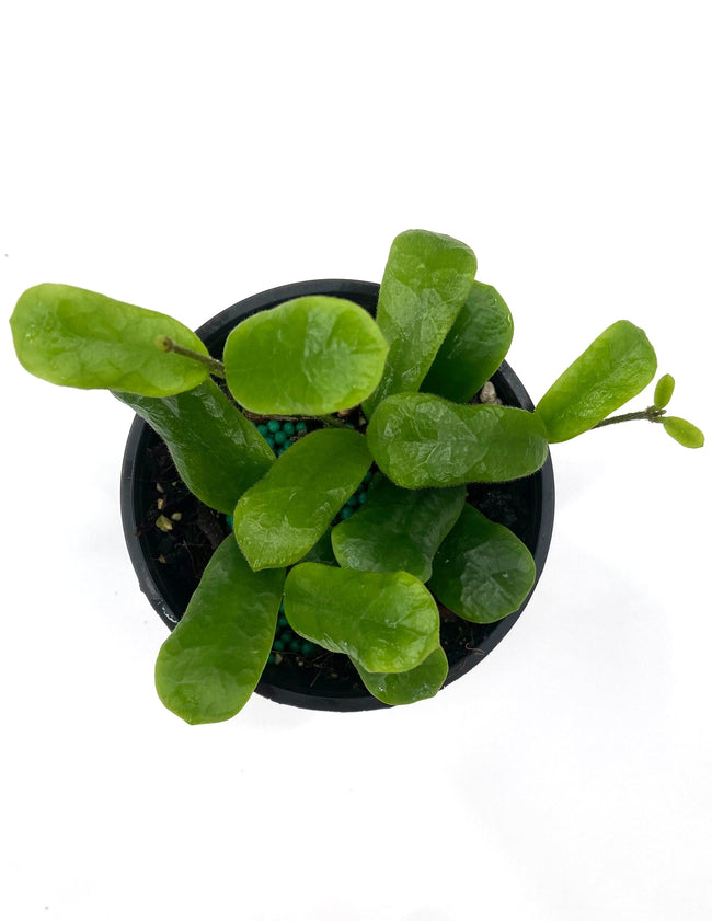Hoya Rotundiflora - Plant Proper - Overview