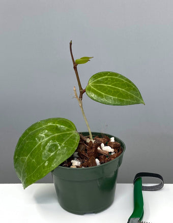 Hoya Sarawak - Plant Proper - 4" Pot