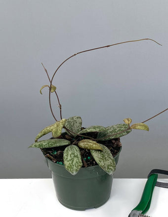 Hoya Sigillatis AH001 - Plant Proper - 4" Pot