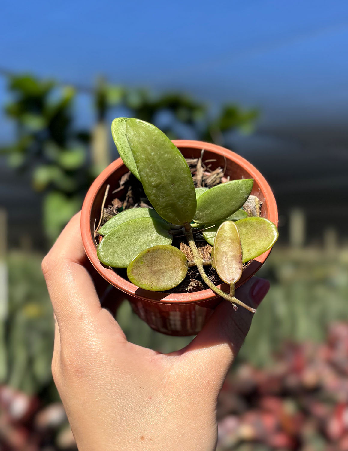 Hoya Silver Lady | Houseplant | Always Affordable at Plant Proper