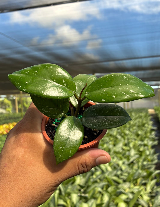 Hoya Bonii Splash