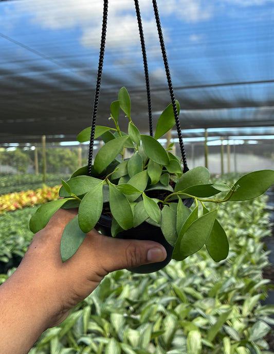 Hoya Nummularioides