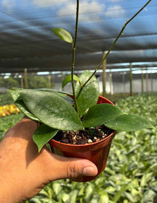 Hoya sp Lombok