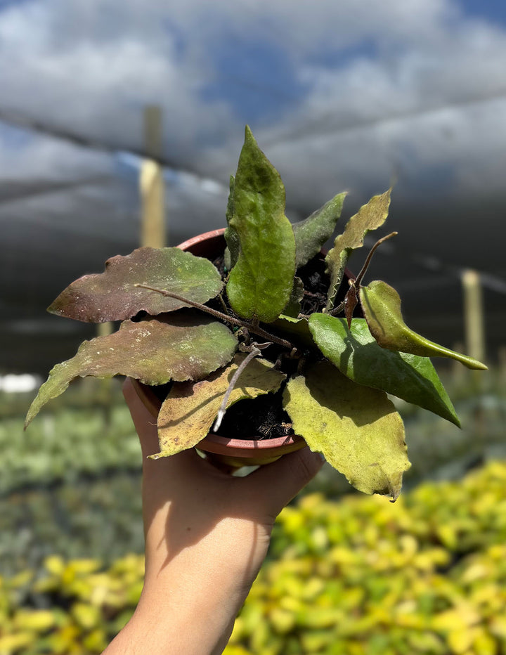big leaf hanging plant Hoya Caudata Big Green Leaf | Houseplants