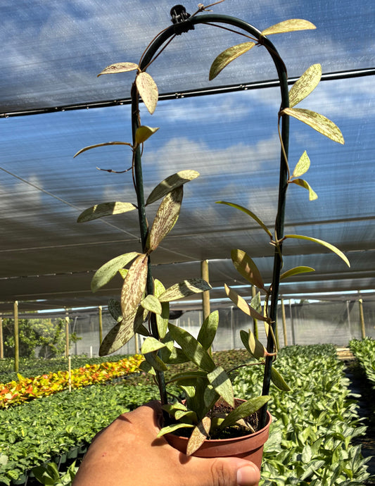 Hoya Sigillatis