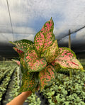 Aglaonema Wishes
