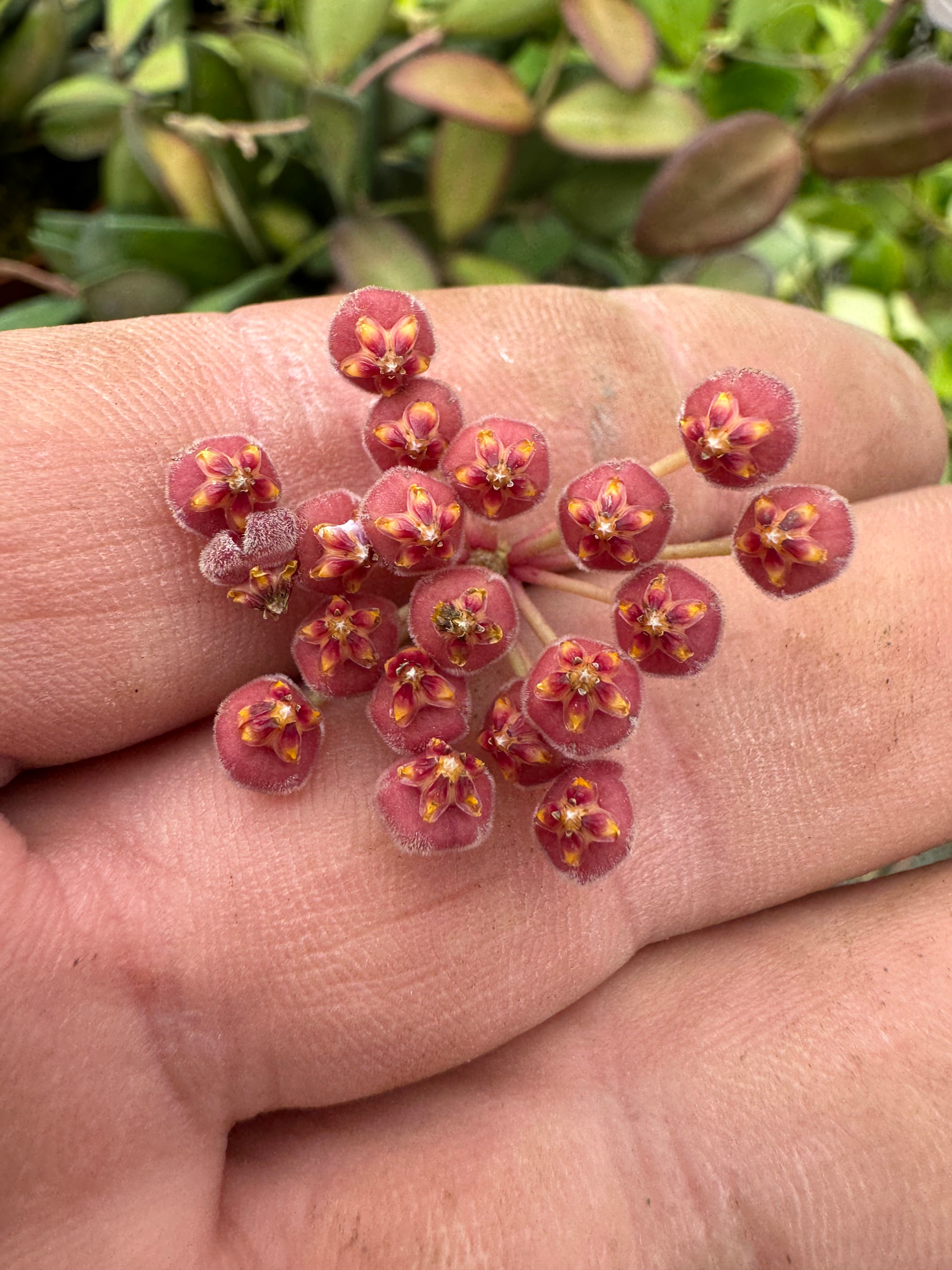 Plant Proper Hoya Burtoniae - Thumbnail 4