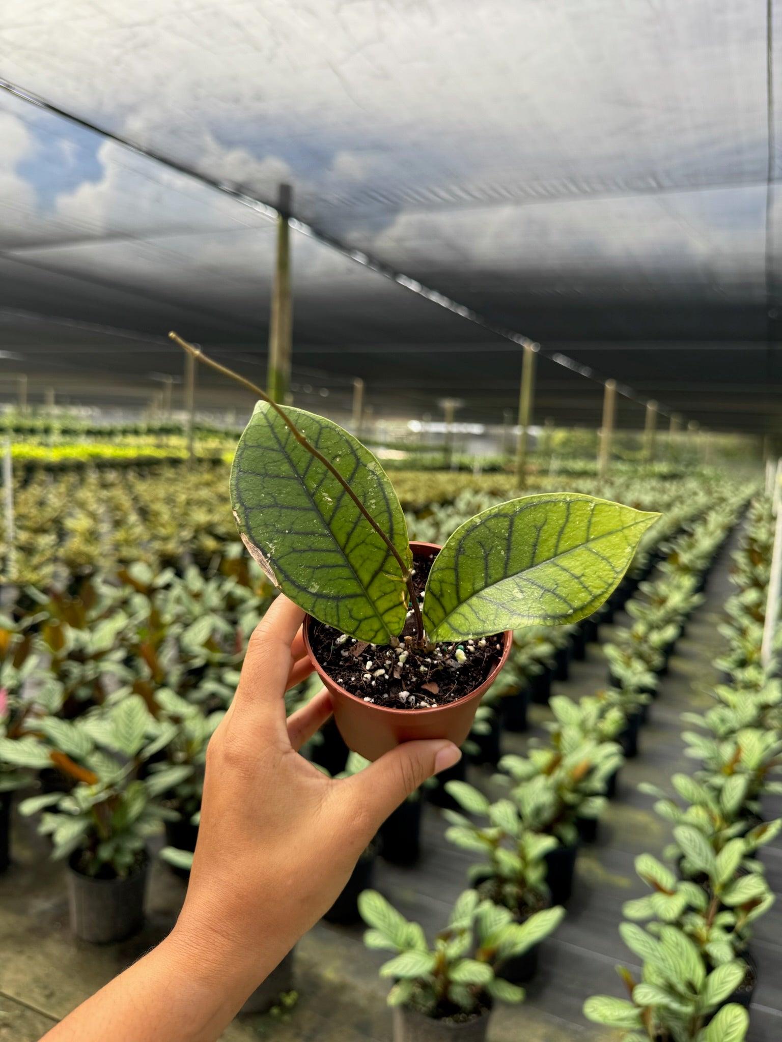 Hoya Callistophylla Vena | House Plants | Always Affordable at