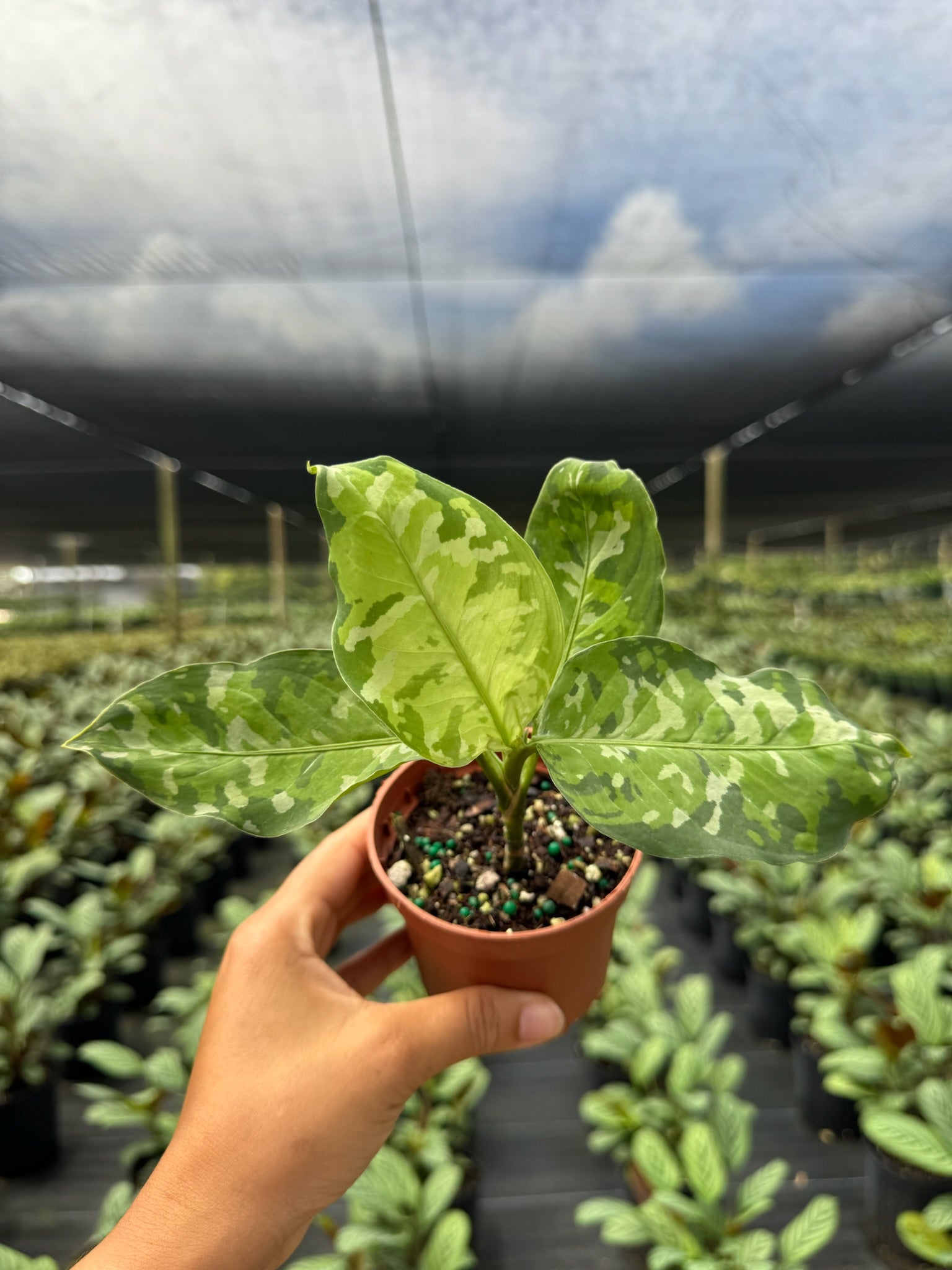 Aglaonema Pictum Tricolor | Houseplant | Always Affordable at