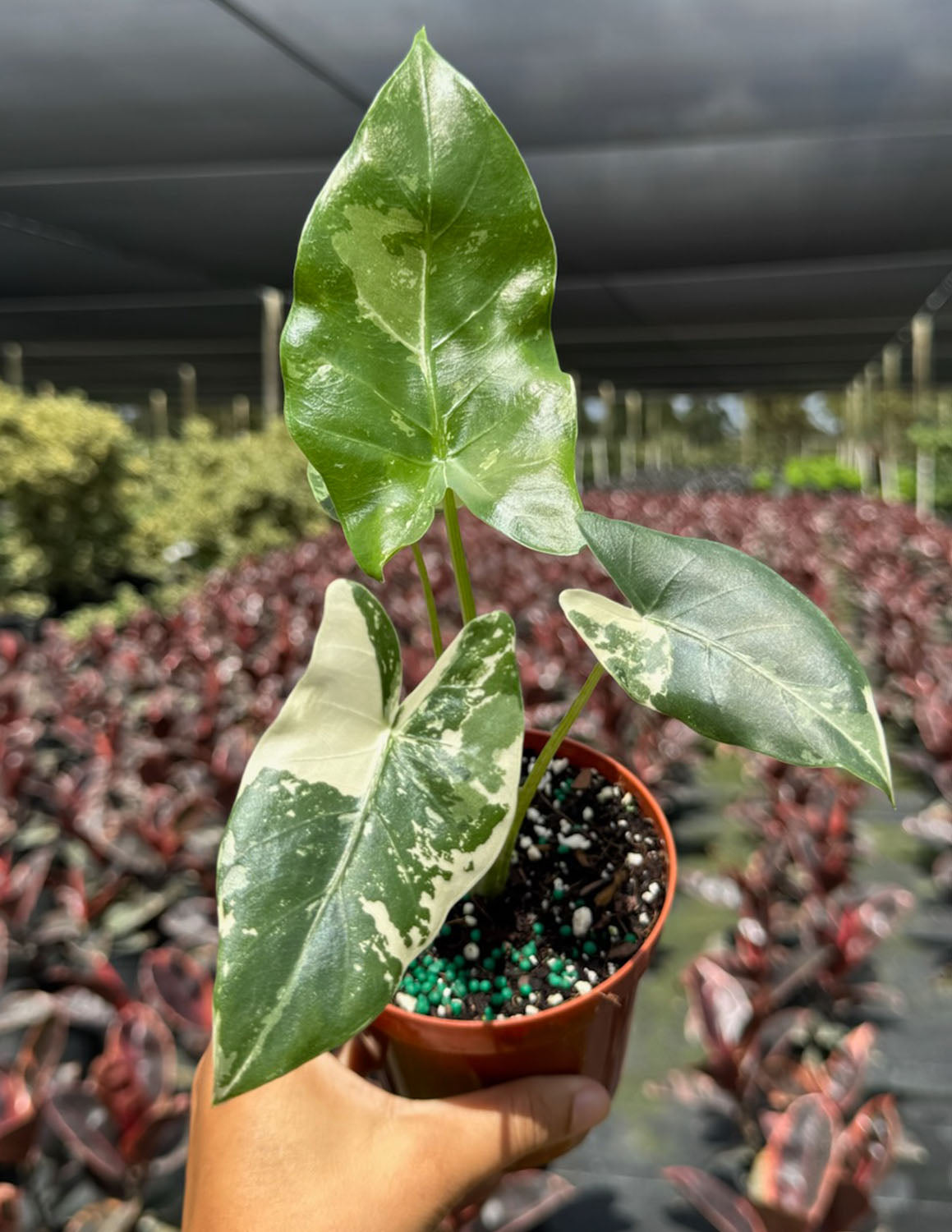 Alocasia Macrorrhiza Variegated | Houseplants | Always Affordable