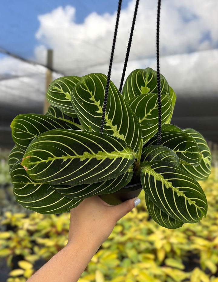 Maranta Lemon Lime | Prayer Plant