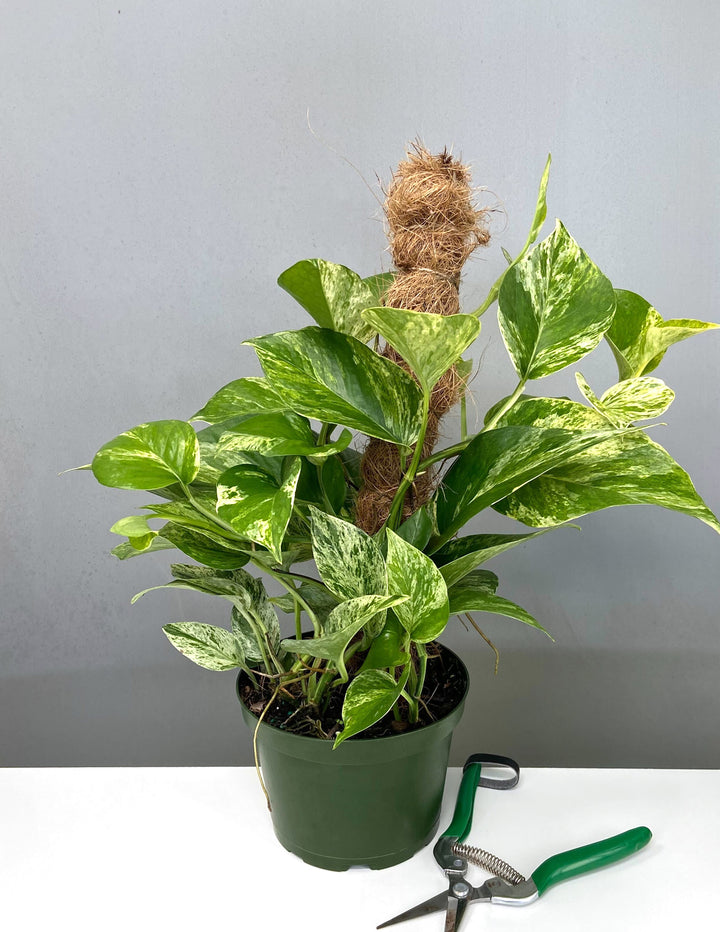 ivy plant pothos Pothos Marble Queen | Devil's Ivy Plant