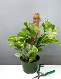 6" Totem Marble Queen Pothos - Devil's Ivy Plant - Plant Proper