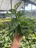 Monstera Adansonii