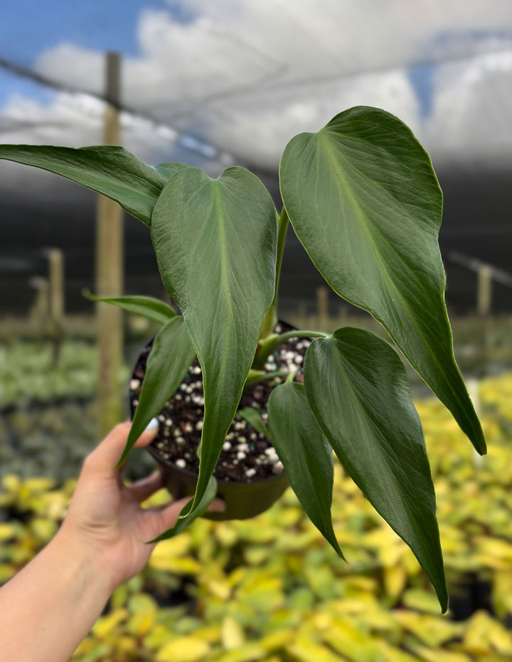 Monstera Burle Marx Flame | Always Affordable at Plant Proper