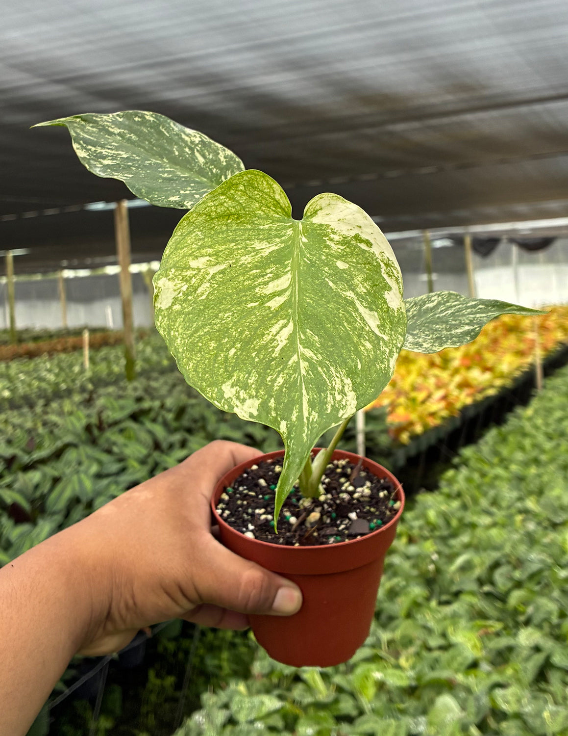 Monstera Mint | Always Affordable at Plant Proper