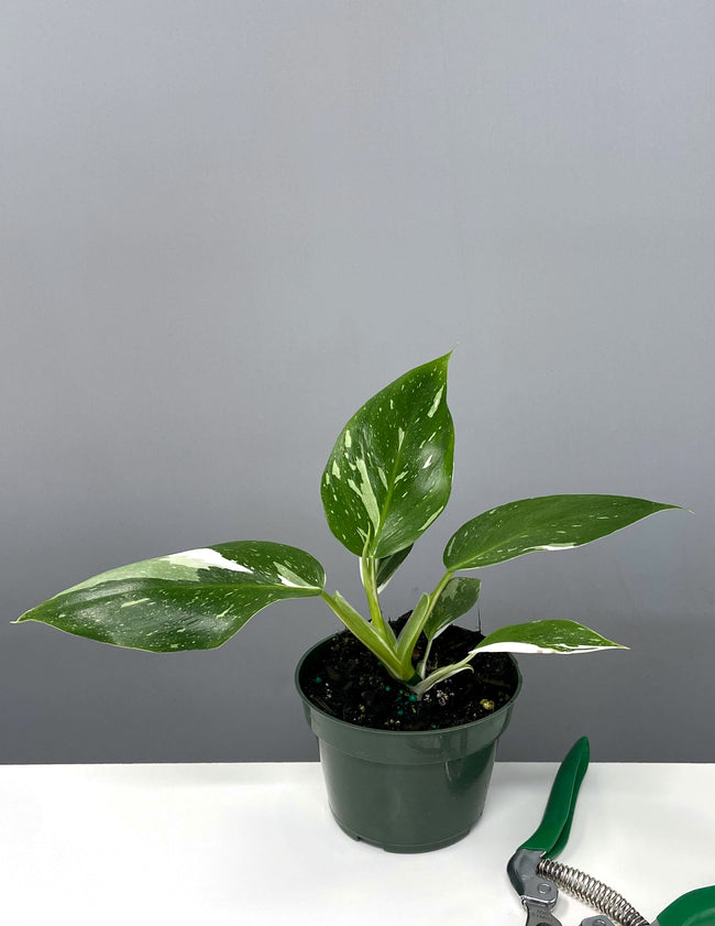 Philodendron White Wizard - Plant Proper - 4" Pot