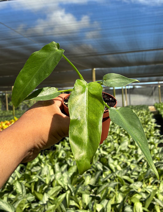 Philodendron Bob Cee Variegated Mint