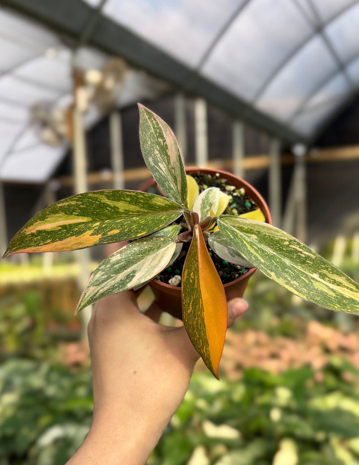 philodendron orange stem Philodendron Orange Princess