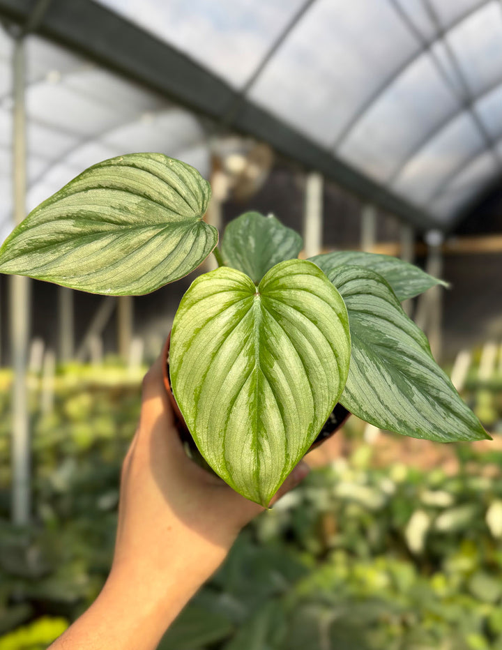 philodendron mamei silver Philodendron Mamei Silver Houseplants