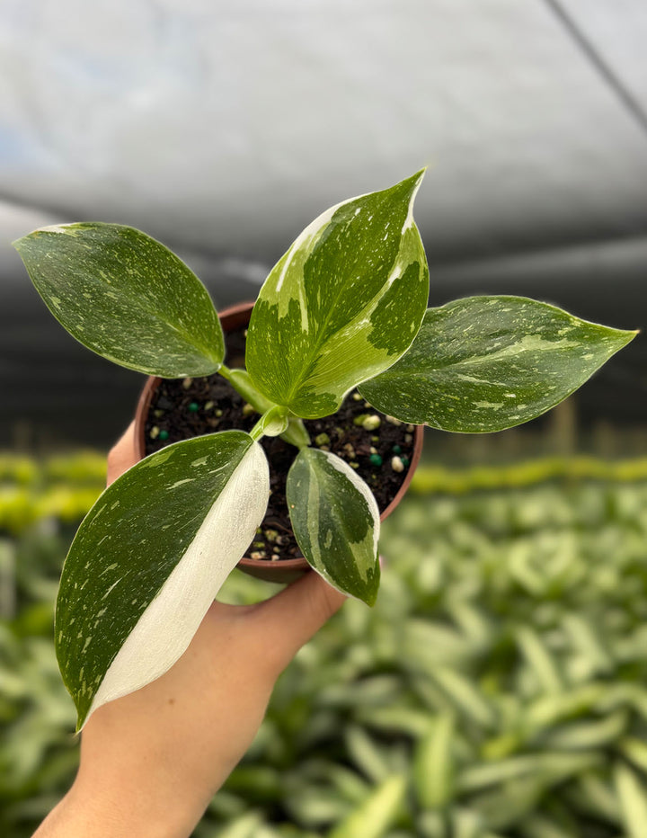 philodendron white wizard Philodendron White Wizard | Houseplants