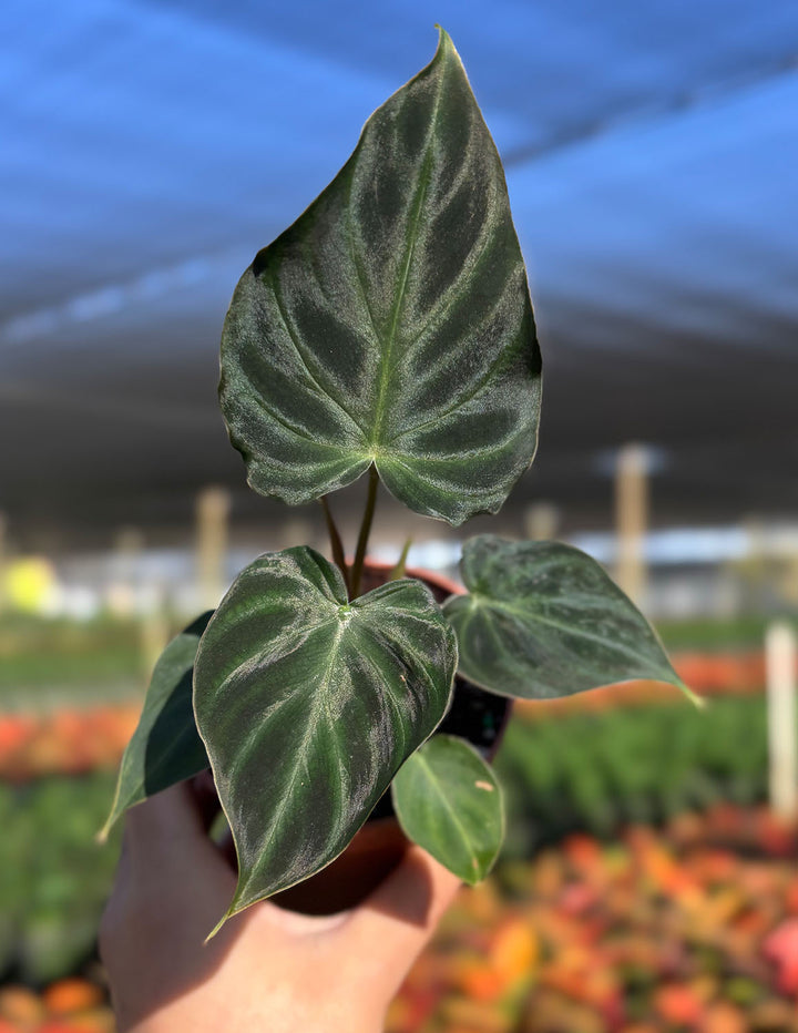 philodendron verru Philodendron Verrucosum | Houseplant