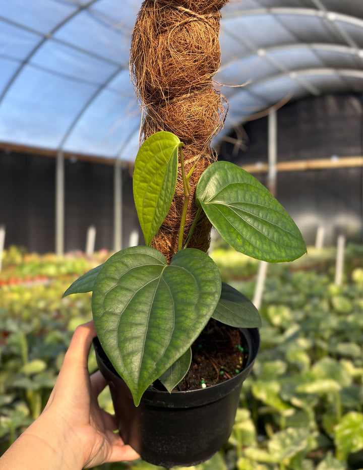 black pepper plant Piper Black Pepper