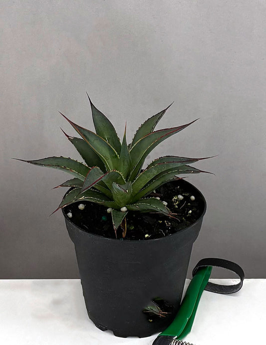Agave Blue Glow - Plant Proper - 4" Pot