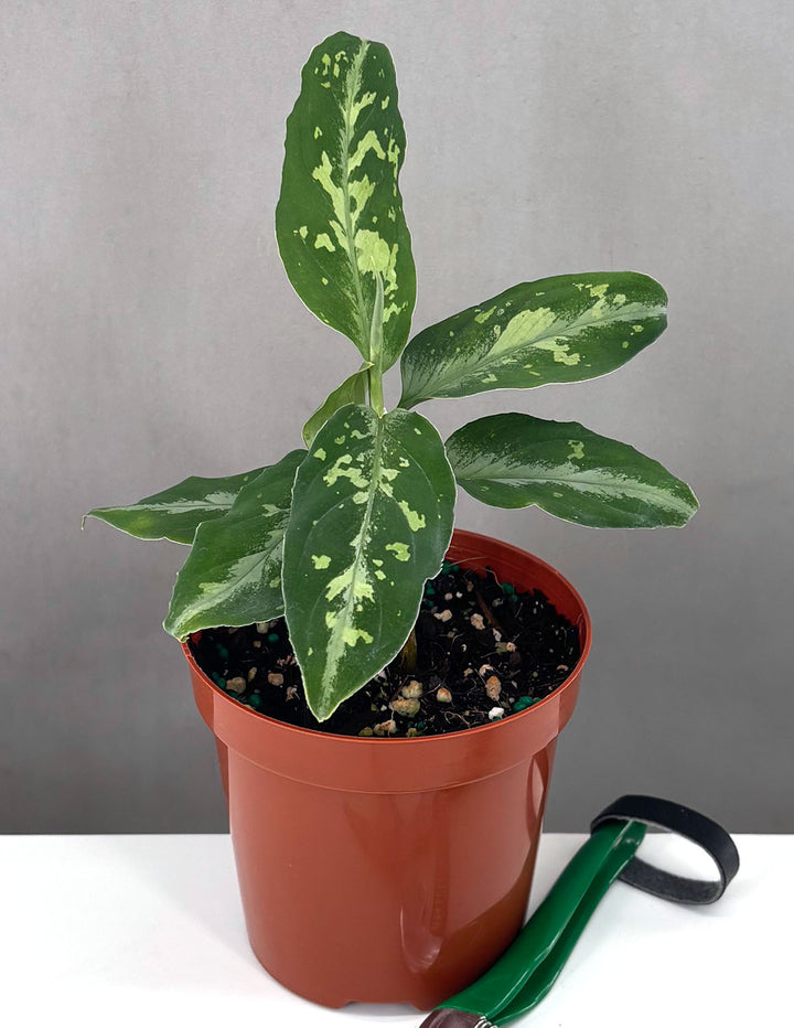 Aglaonema Pictum Bicolor - Plant Proper - 4" Pot