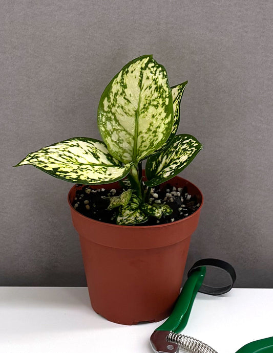 Aglaonema Bubble Tea  - Plant Proper - 4" Pot