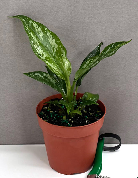 Aglaonema Jade  - Plant Proper - 4" Pot