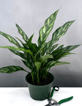 Aglaonema Mary Ann - Plant Proper - 4" Pot