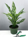 Aglaonema Mary Ann - 6in Pot