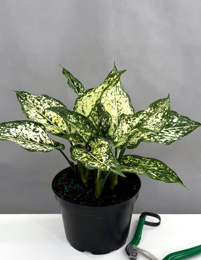 Aglaonema Osaka - Plant Proper - 6" Pot