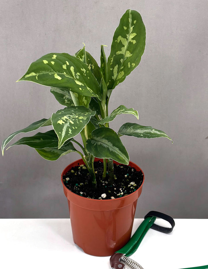 aglaonema pumilum Aglaonema Pictum Bicolor | Houseplant