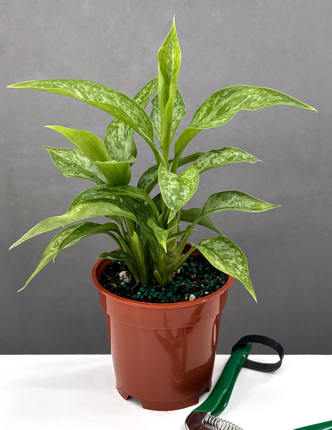 その他観葉植物 Aglaonema pictum Aglaonema Pictum Peacock | Houseplant | Always Affordable at Plant
