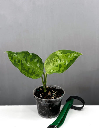 Aglaonema Pictum Tricolor - Plant Proper - 4" Pot