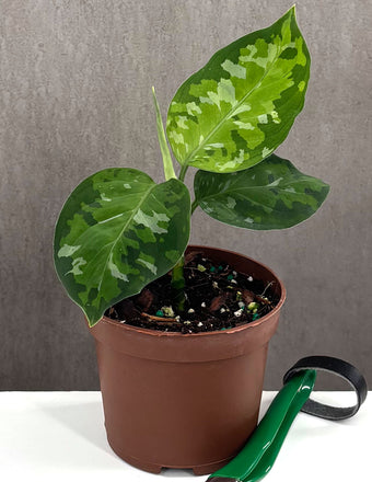 Aglaonema Pictum Tricolor - Plant Proper - 2" Pot