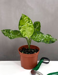 Aglaonema Pictum Tricolor - Plant Proper - 3" Pot